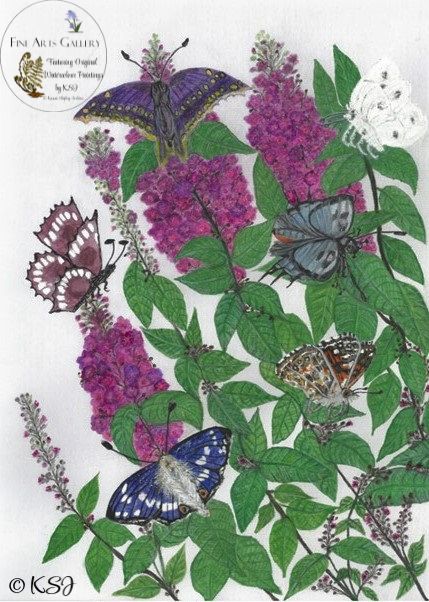 An Original Watercolour Floral Design by Artist Kassie Shipley-Jenkins, a Commission for a little girl. Butterflies playing on Buddleias.